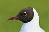 Black-headed Gullborder=